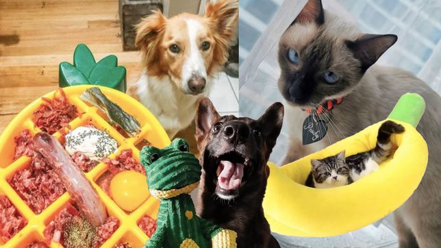Train your pet to behave purr-fectly with these smart Christmas gifts!