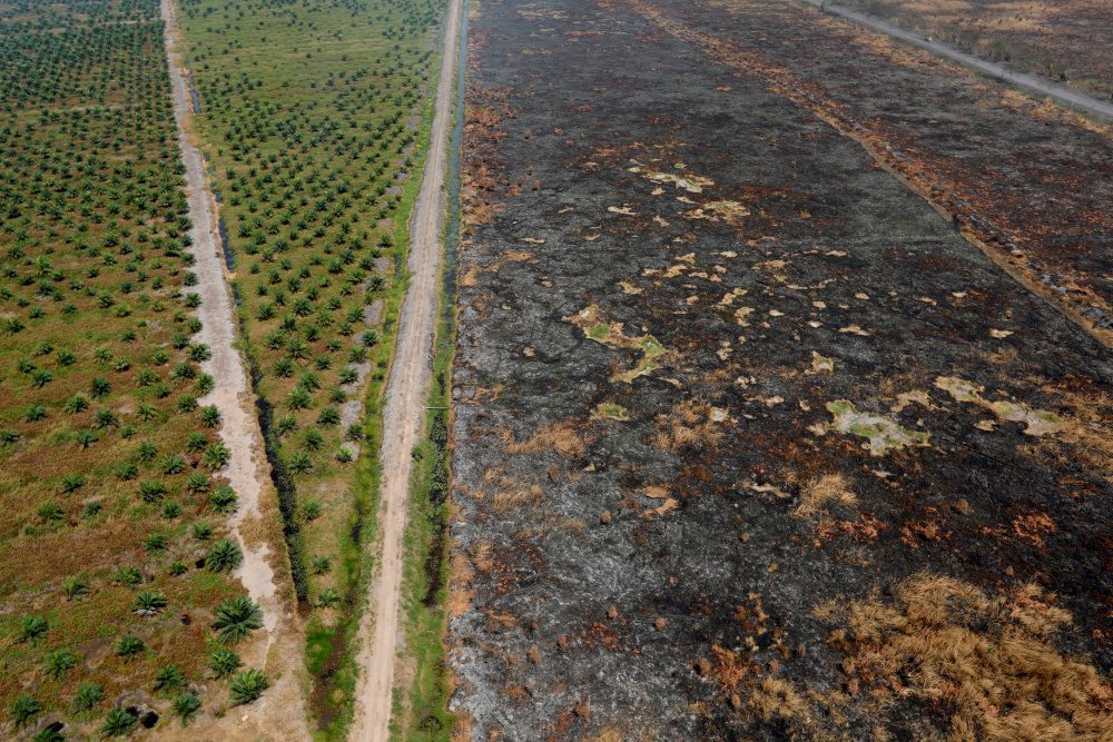 Indonesia signals about-face on COP26 zero-deforestation pledge