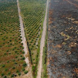 Over 100 global leaders pledge to end deforestation by 2030