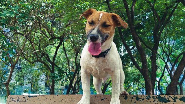 Pet playgrounds: Dog parks where your pupper can run and play leash-free