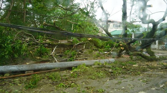 4 killed by fallen trees in Iloilo, Guimaras during Typhoon Odette