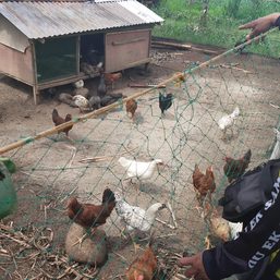 Typhoon Odette kills 1.29 million chickens in Negros Occidental