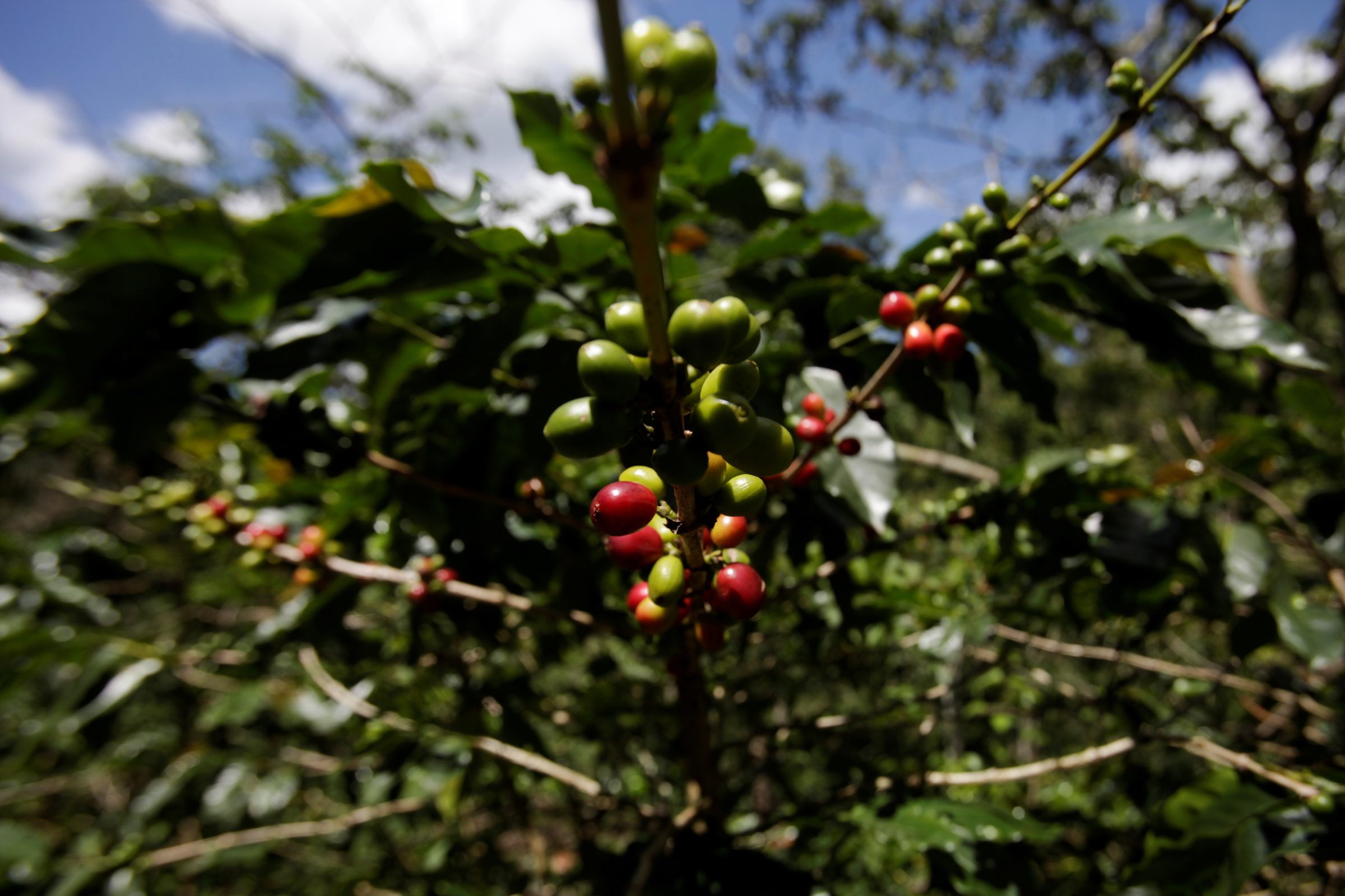 Coffee crisis in Central America fuels record exodus north