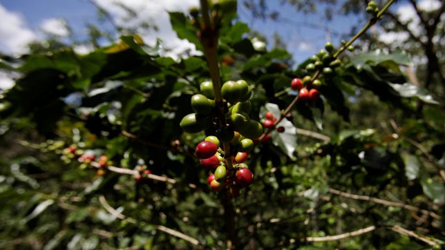 Coffee crisis in Central America fuels record exodus north