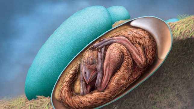 LOOK: Preserved dinosaur embryo inside a fossilized egg