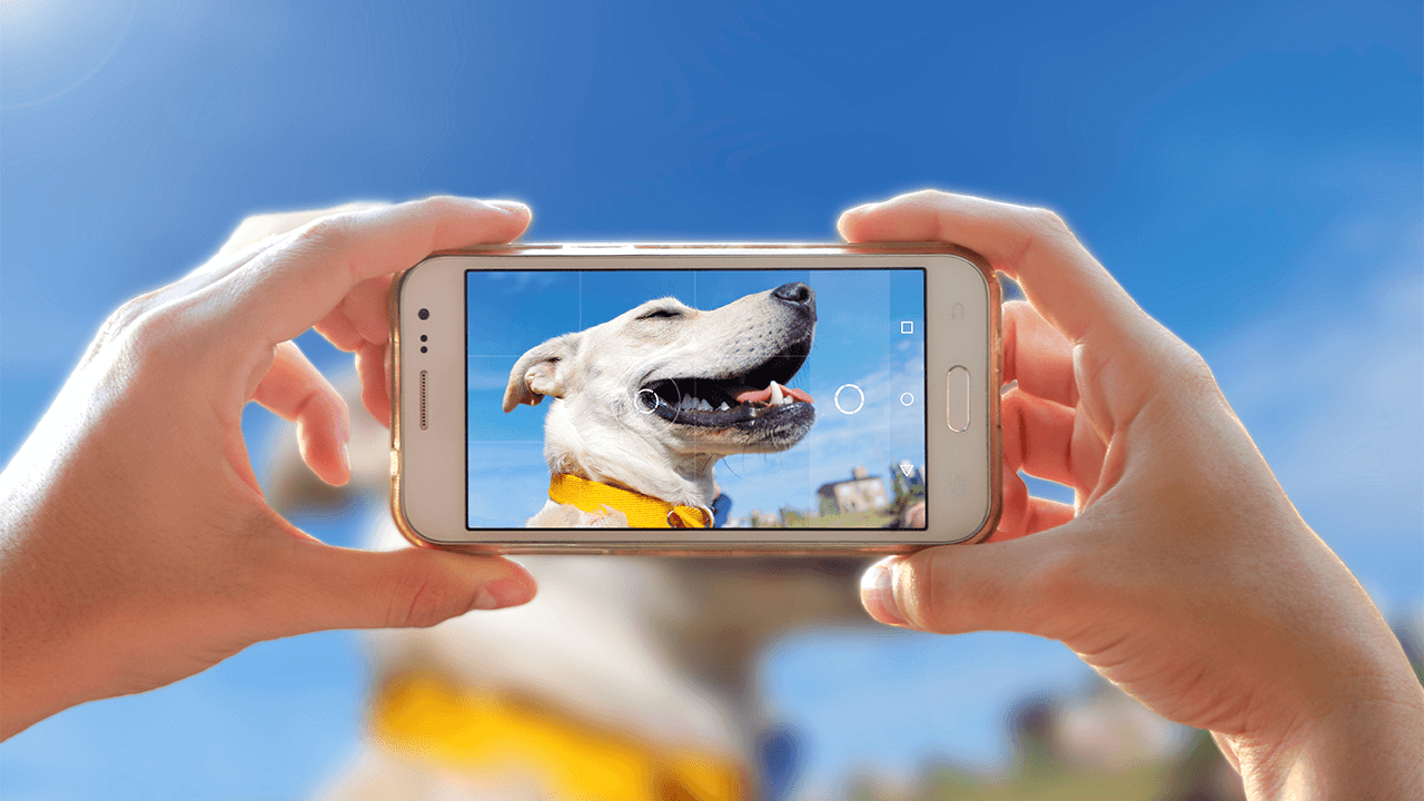 Have an Instagram account for your pet? You’re part of the cute economy