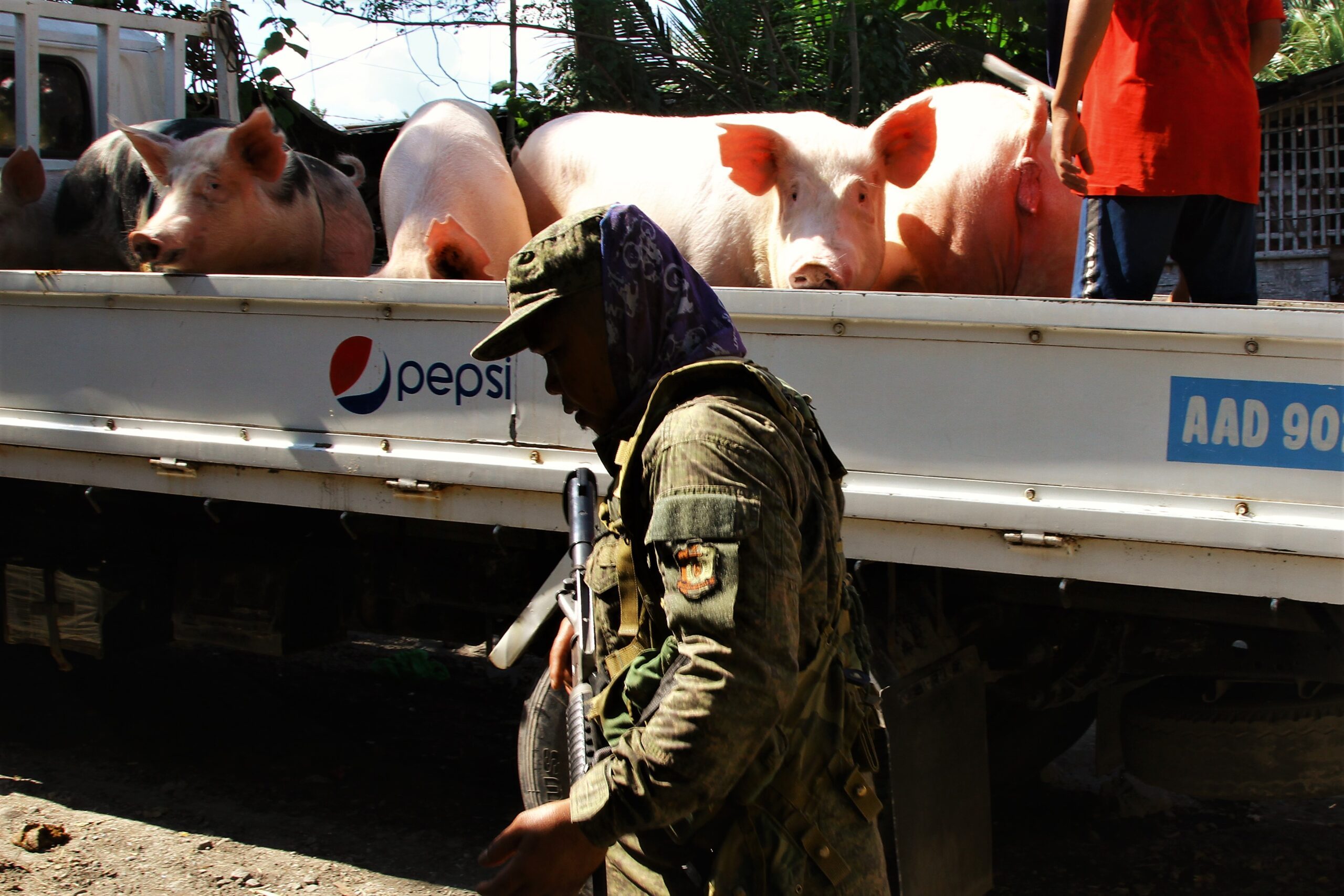 Camiguin declares African swine fever outbreak