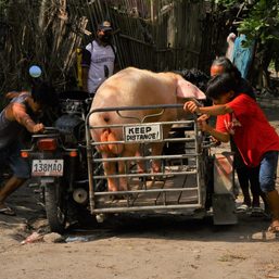 Cebu halts hog export for 6 months
