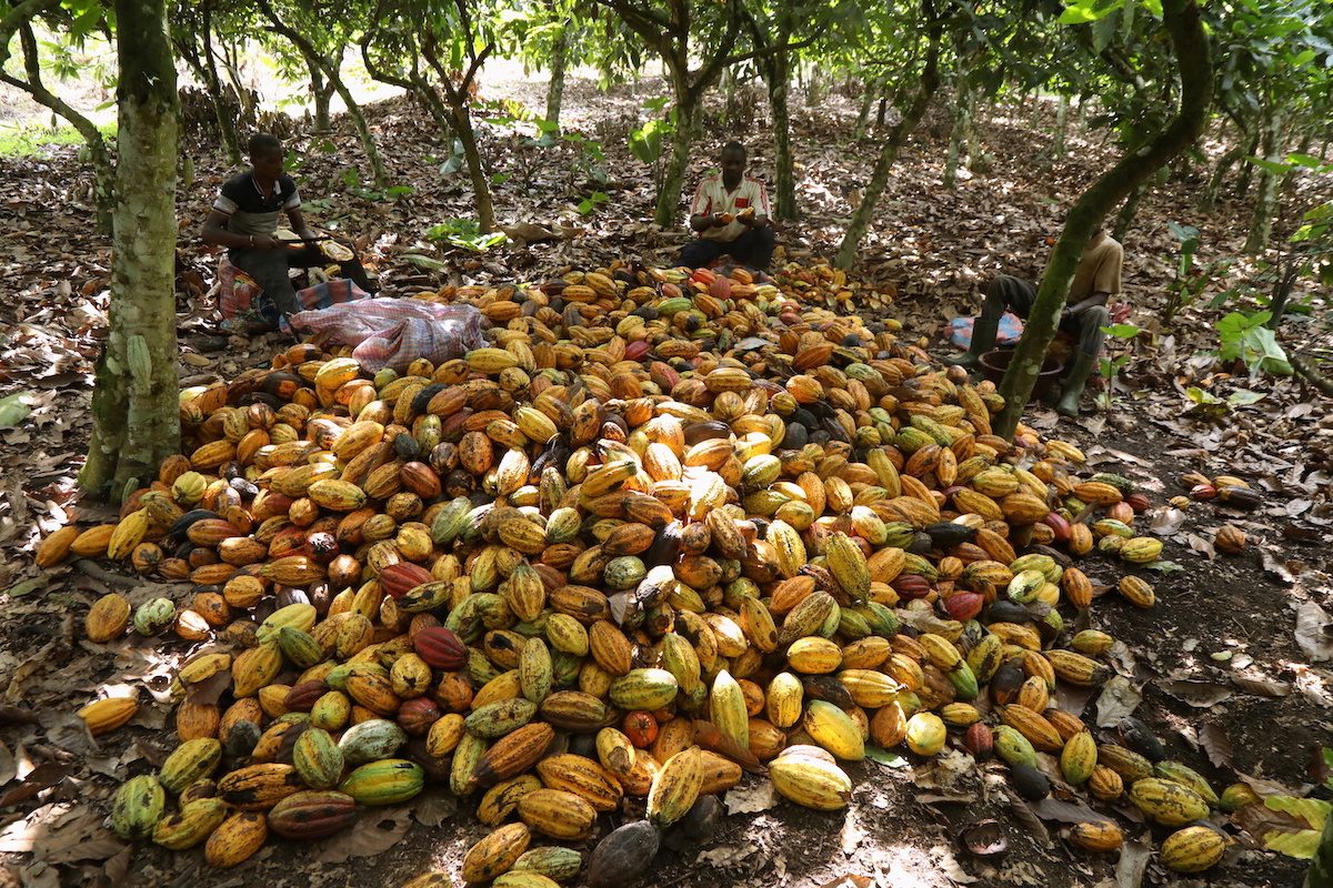 Nestle to pay cocoa growers to keep children in school