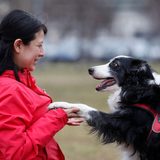 Que? Dogs’ brains can tell Spanish from Hungarian, study finds