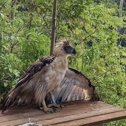 Injured Philippine eagle rescued in Lanao del Sur