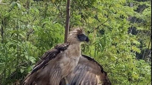 Officials free Philippine eagle found with injured wings in Zamboanga del Norte