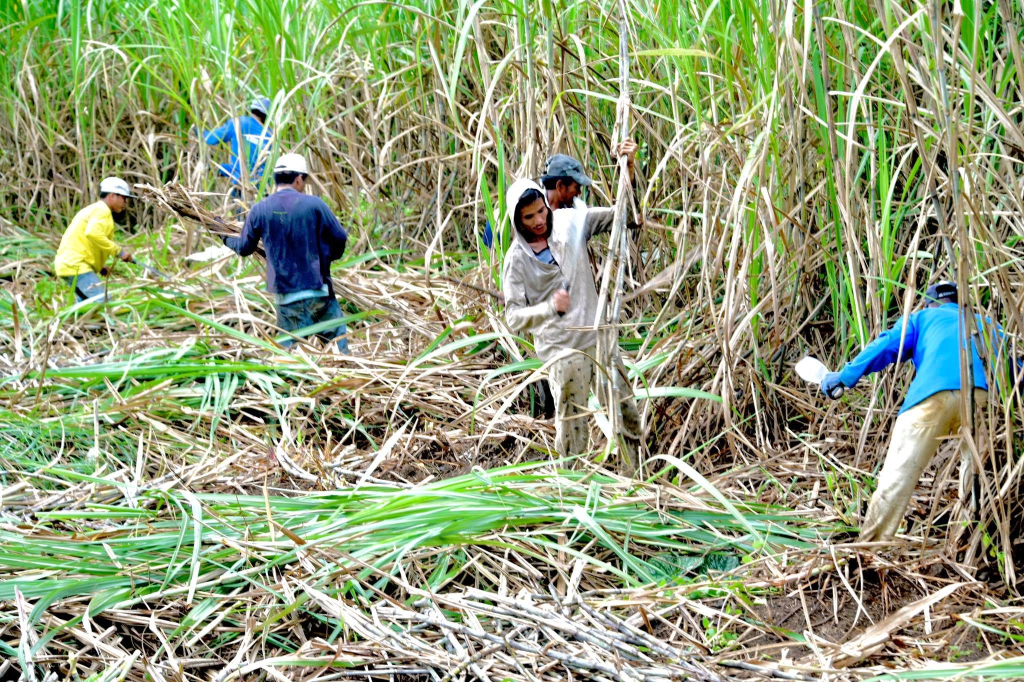 Sugar producers warn of unrest as gov’t ignores steep climb in farm input costs