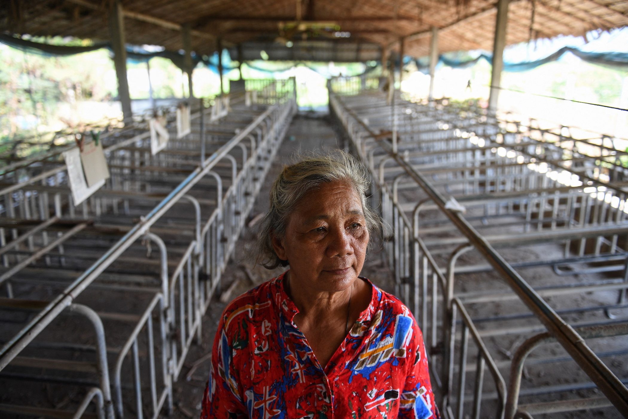 Thai pig farmers angered by havoc from alleged African swine fever