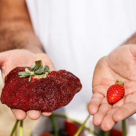 Giant strawberry earns Israeli farmer a Guinness World Record