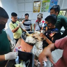 Injured Philippine eagle rescued in Lanao del Sur