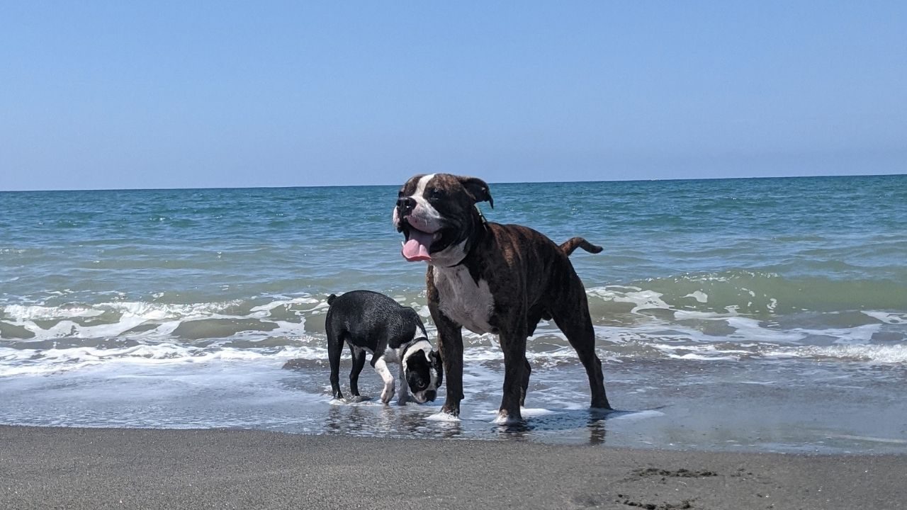 Seas the day! Tips for bringing your dog to the beach