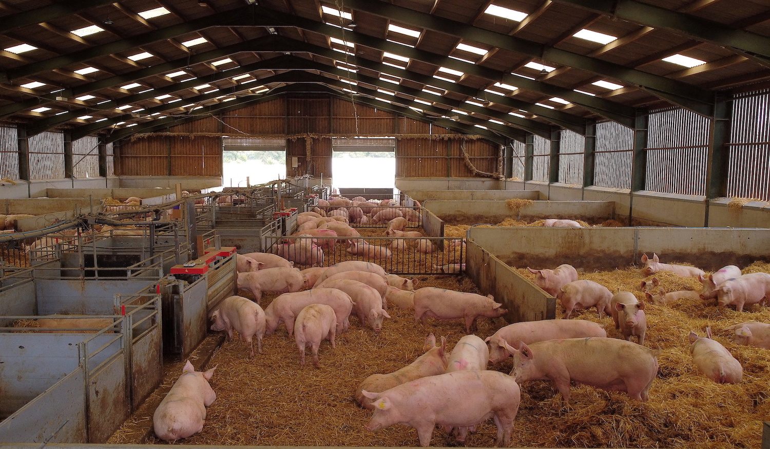 British pig farmers fear ruin as butcher shortage creates slaughter backlog