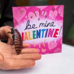 Jilted lovers take revenge by naming cockroaches for Valentine’s Day