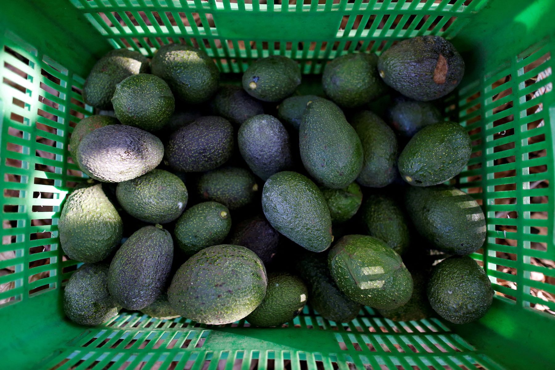 US to halt Mexican avocado imports ‘as long as necessary’ to ensure worker safety