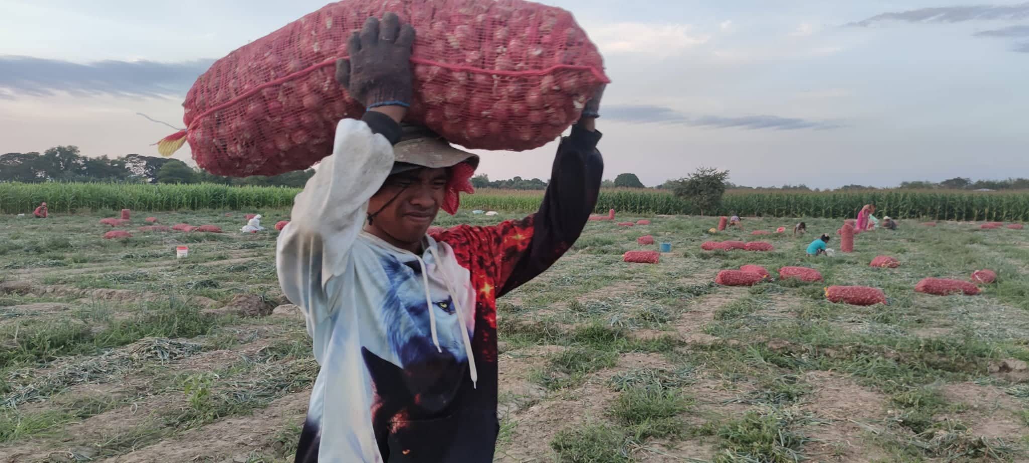 High stakes: Why Pangasinan town’s onion farmers carry on despite pests, low prices