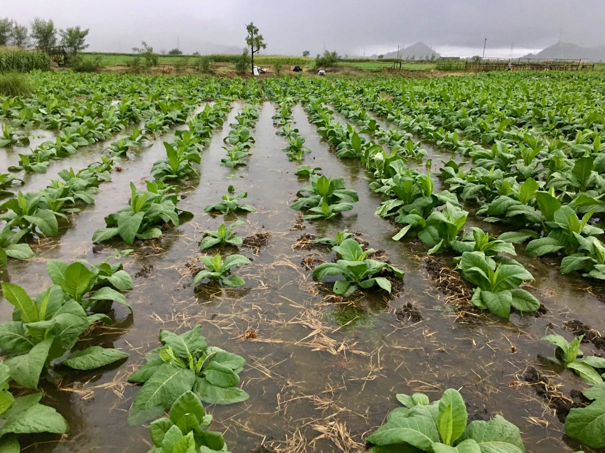 Ilocos farmers appeal for aid after rains flood tobacco fields
