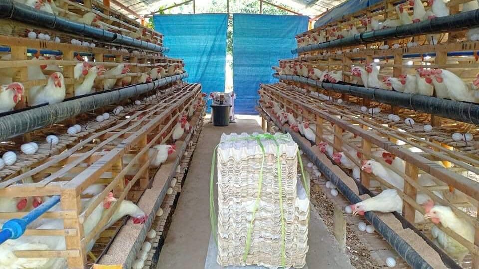 Newcastle Disease, not avian flu, killing chickens in Pangasinan