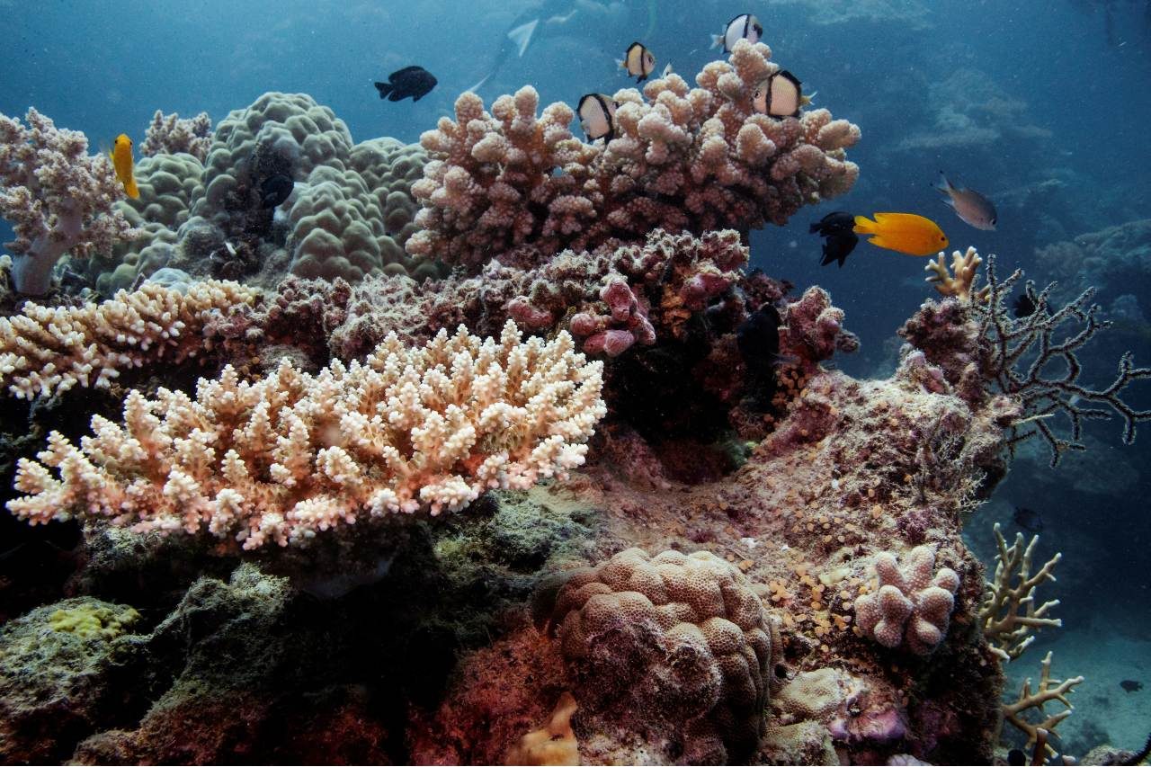 Ocean warming threatens more frequent bleaching of Great Barrier Reef – report