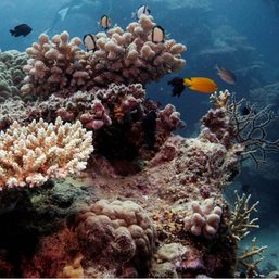 Great Barrier Reef should be put on ‘in danger’ list, UN panel says