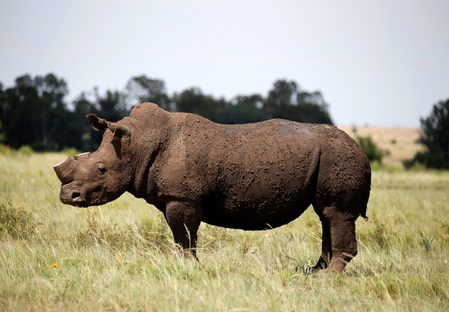 World Bank sells first ‘rhino’ bond to help South Africa’s conservation efforts