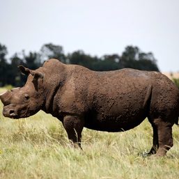 World Bank sells first ‘rhino’ bond to help South Africa’s conservation efforts