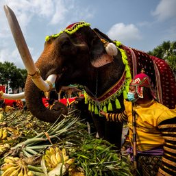 Thailand lays out buffet for elephants in national celebration