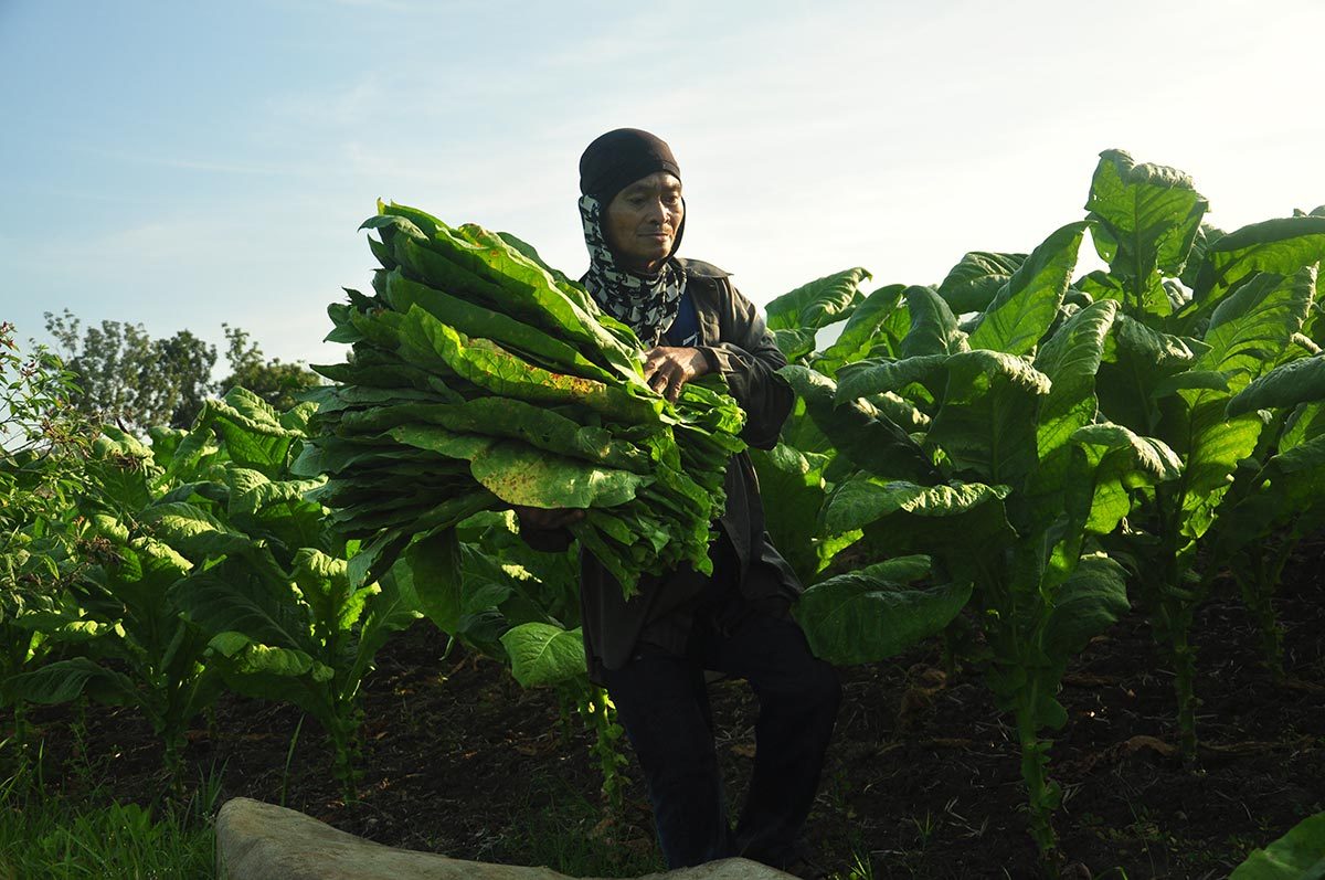 Ilocos tobacco farmers affected by ‘freak rains’ to get P100-M cash aid