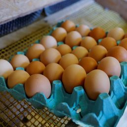 Bird flu puts organic chickens into lockdown from Pennsylvania to France