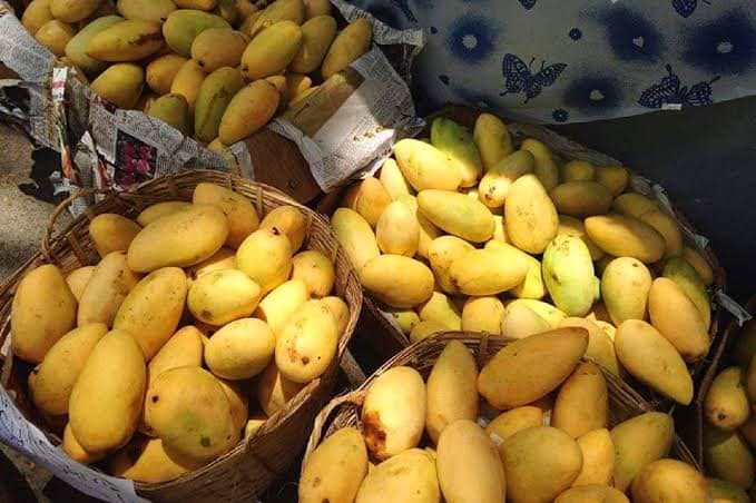 Mango Eat-All-You-Can! For P200, you can enjoy unlimited Guimaras mangoes