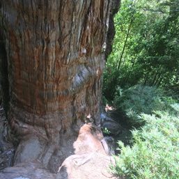 Chile could be home to world’s oldest tree, study suggests