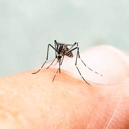 Negros Occidental has highest dengue rate in Western Visayas