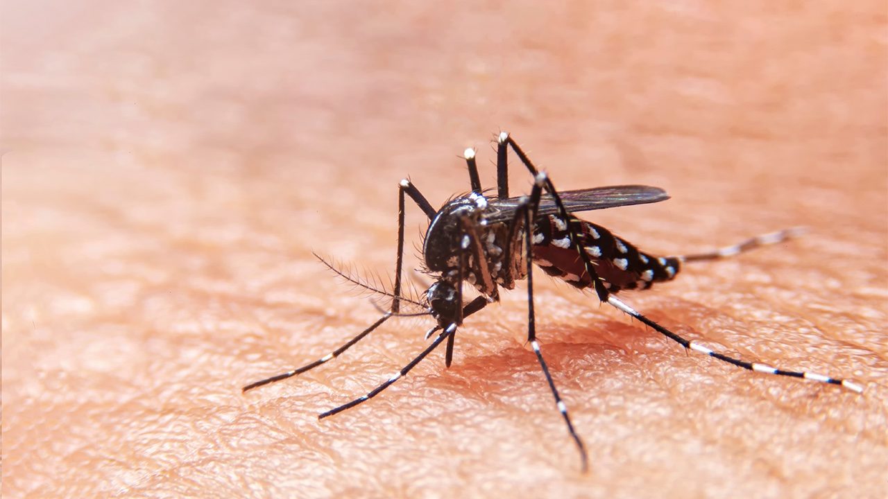 Lapu-Lapu City logs 667 dengue cases in 2022