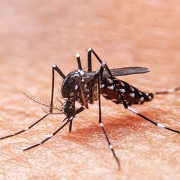 Negros Occidental has highest dengue rate in Western Visayas