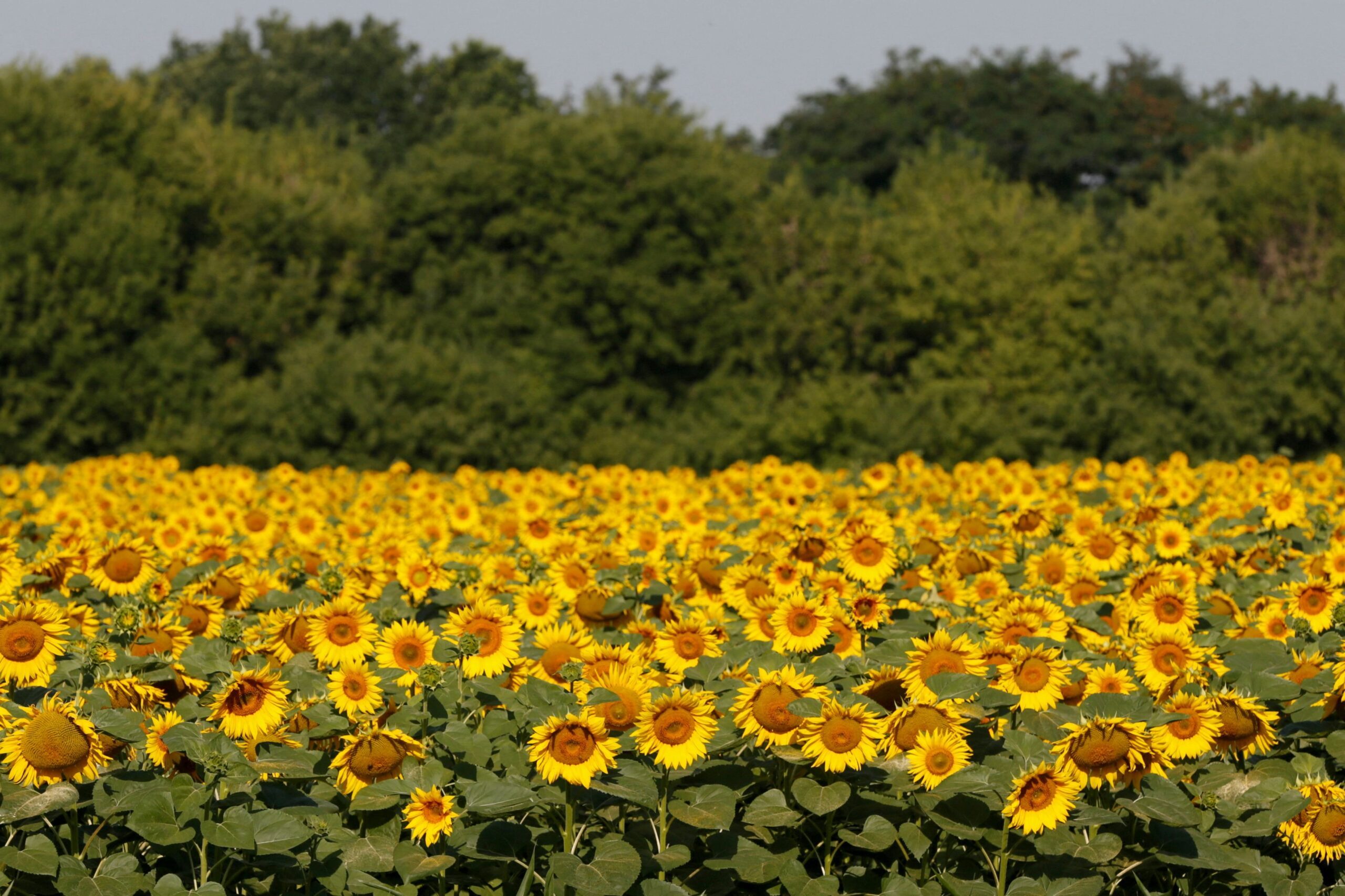 Sunflower oil supplies improve as EU market adapts to war in Ukraine