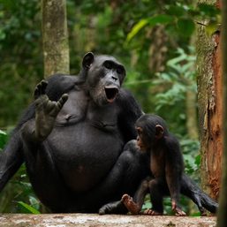 Grunt, hoo, pant, scream: Chimps use complex vocal communication