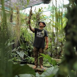 As Malaysia’s forests disappear, photographer steps up to save orchids