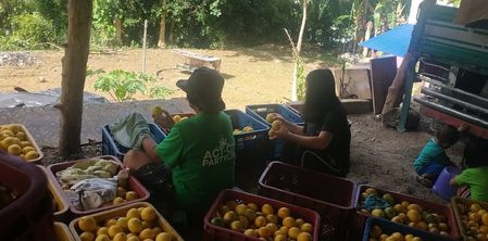 Help the Benguet farmers! Get 10 kilos of lemons for just P400