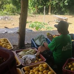 Mango mania! Buy fresh mangoes from Batangas farmers at 3 Ortigas malls