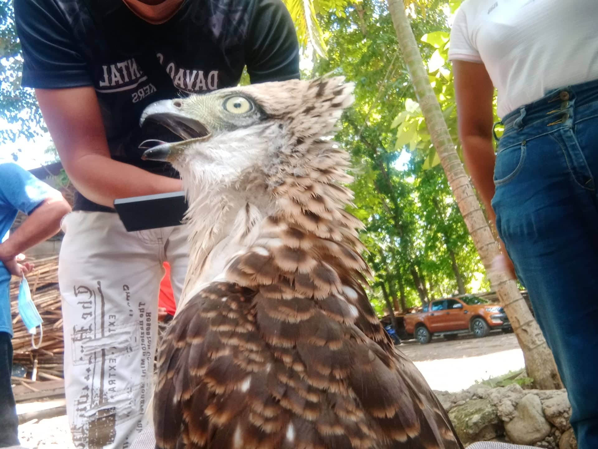 Ex-cop saves frail eagle from poacher in Davao Oriental