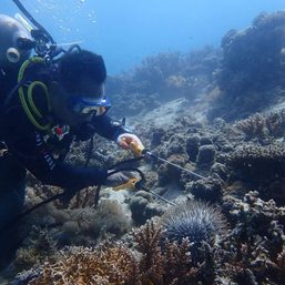 Separate coral reef bureau needed to preserve PH reefs – expert