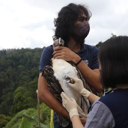 3 serpent eagles released in Albay on World Wildlife Day