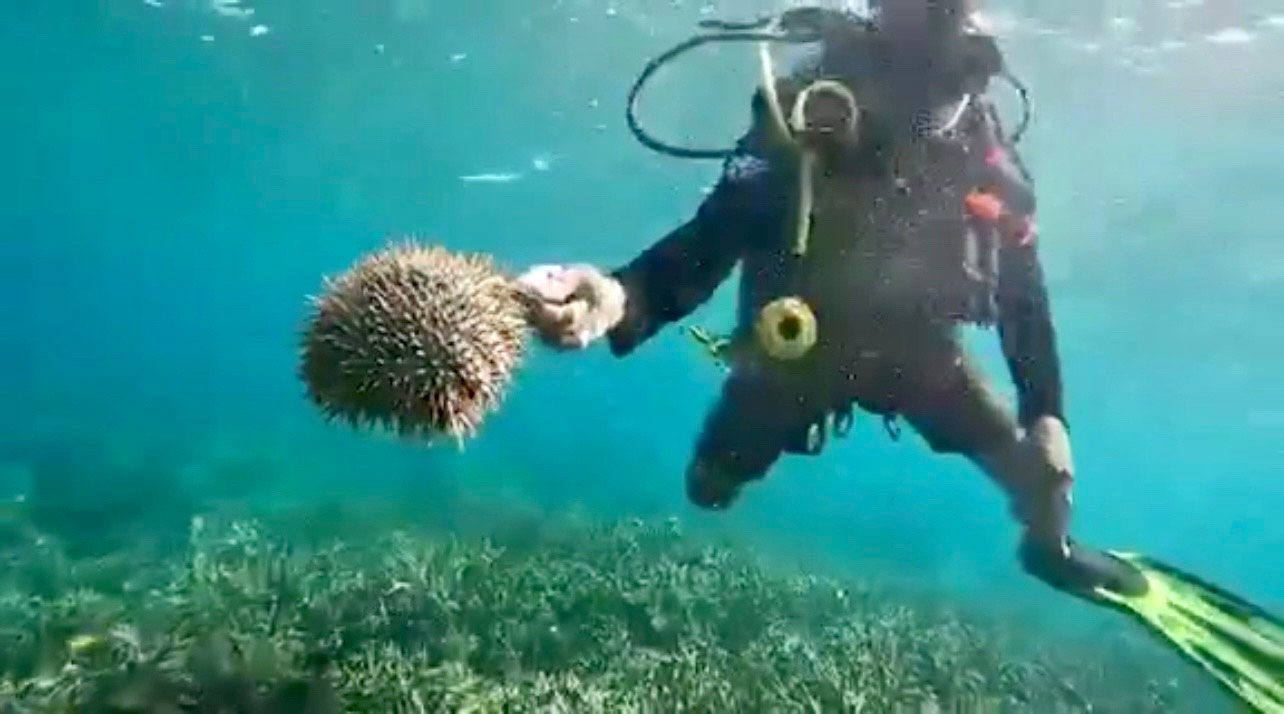 Divers race to avert crown-of-thorns starfish outbreak in Boracay waters