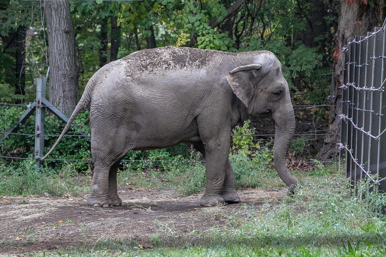 Happy the elephant is denied personhood, to stay at Bronx Zoo