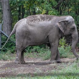 Happy the elephant is denied personhood, to stay at Bronx Zoo